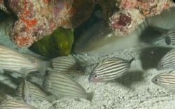 Cropped and lightened. Key Largo, March 2005. Digital Reb... by Kevin Bryant 